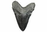 Fossil Megalodon Tooth - South Carolina #288235-2